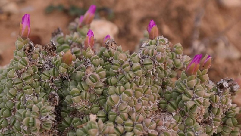 Antimima fenestrata photo 5