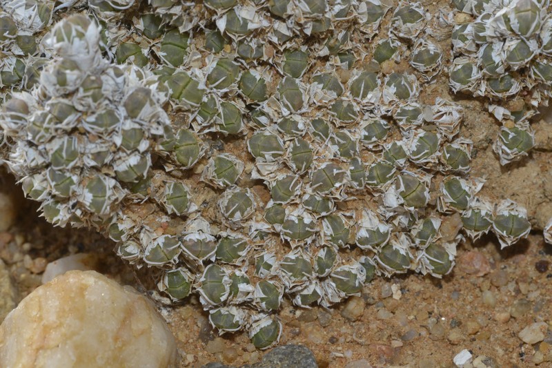 Antimima fenestrata photo 6