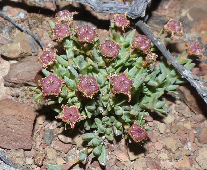 Antimima fergusoniae
