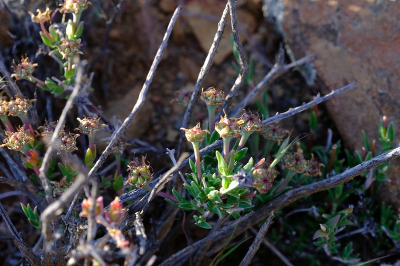 Antimima gracillima photo 2