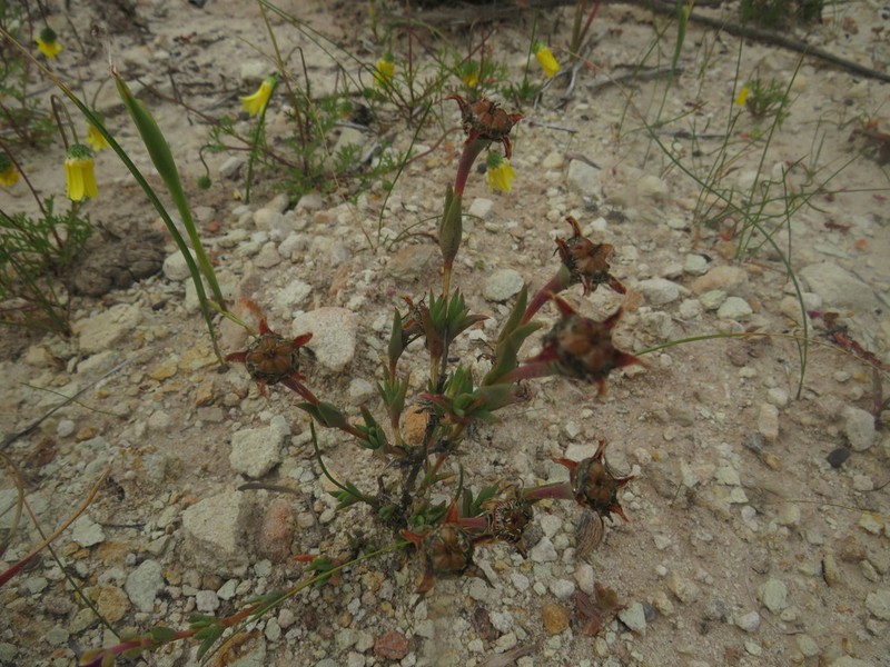 Antimima gracillima photo 3
