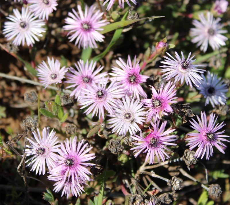 Antimima gracillima photo 4