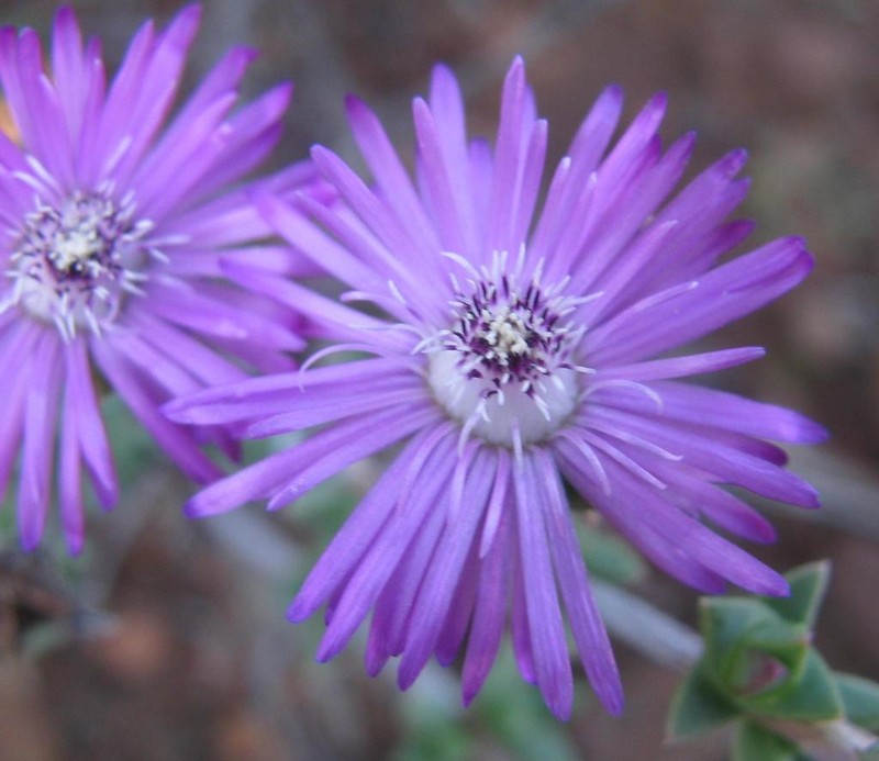Antimima gracillima photo 5
