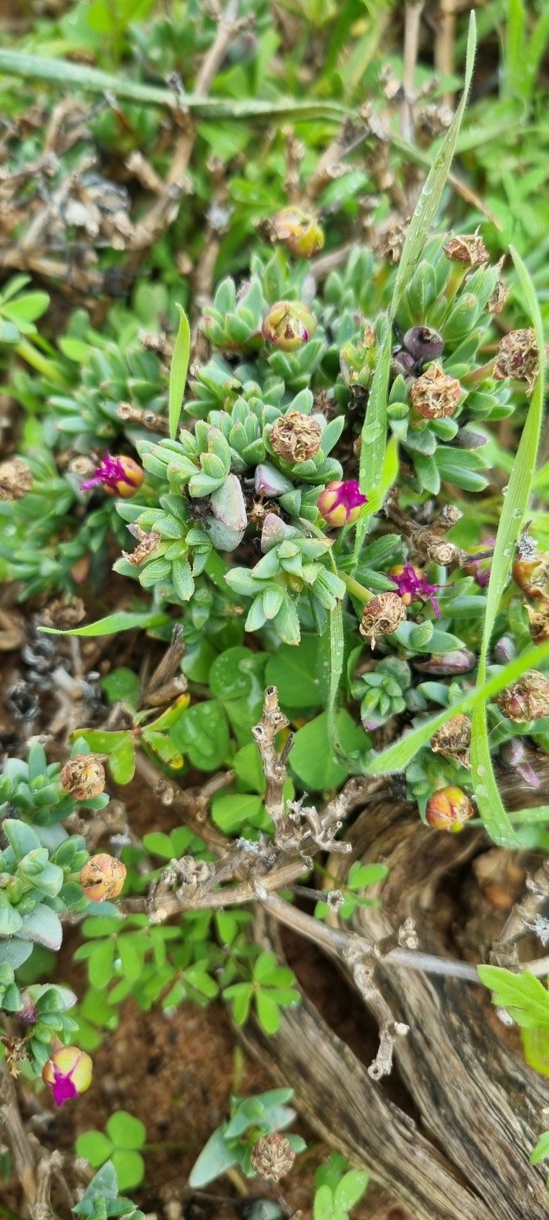 Antimima gracillima photo 7