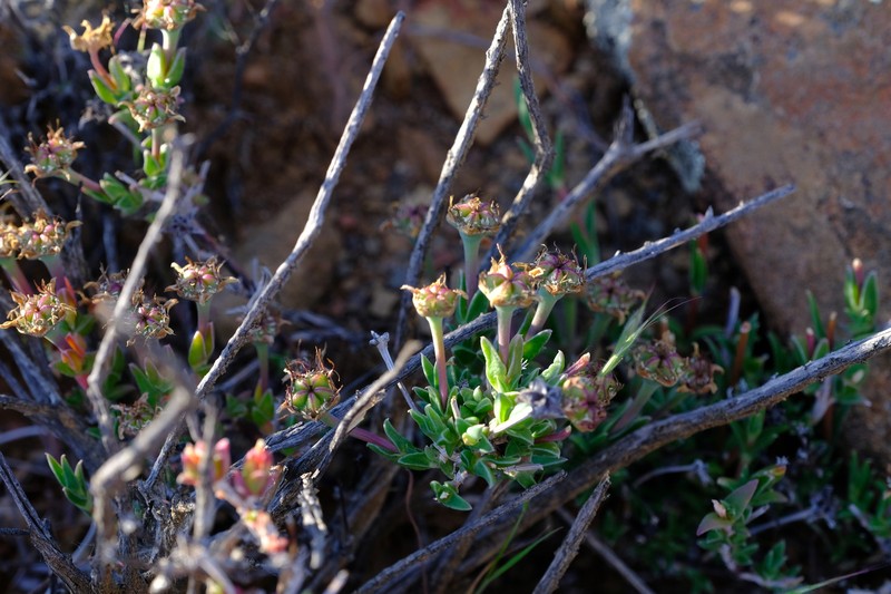 Antimima gracillima photo 8