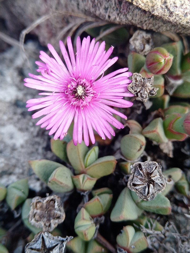 Antimima granitica