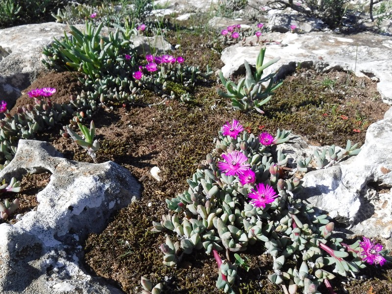 Antimima granitica photo 2