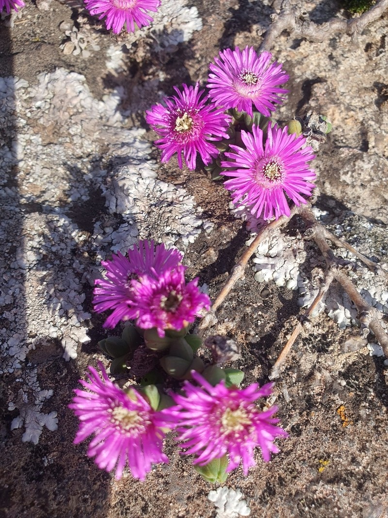 Antimima granitica photo 6