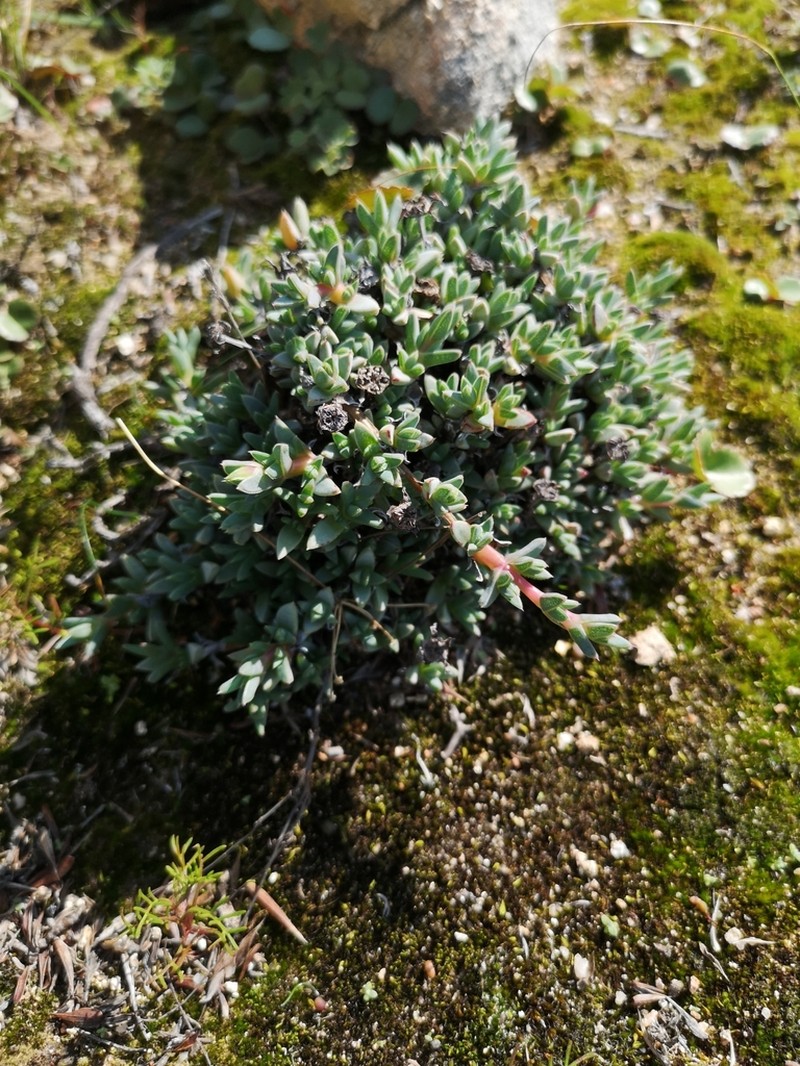 Antimima granitica photo 8