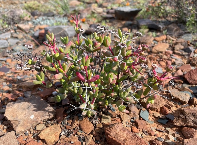 Antimima hantamensis photo 2