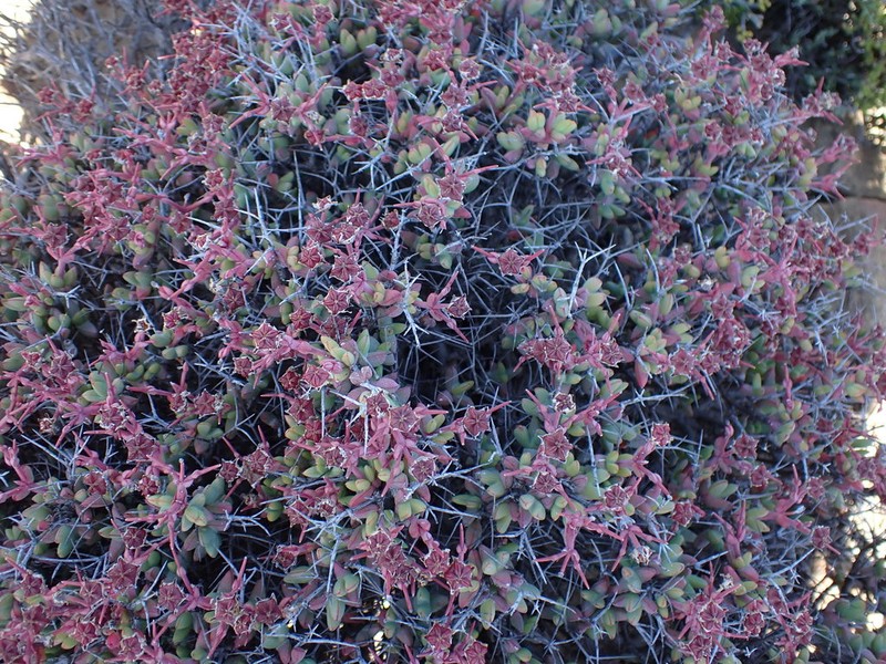 Antimima hantamensis photo 4