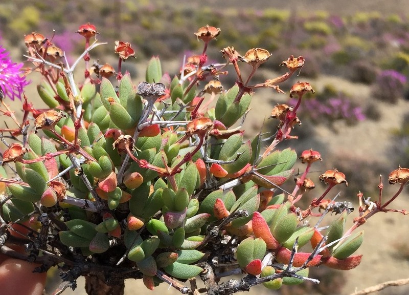 Antimima hantamensis photo 7