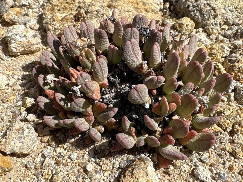 Antimima herrei photo 2