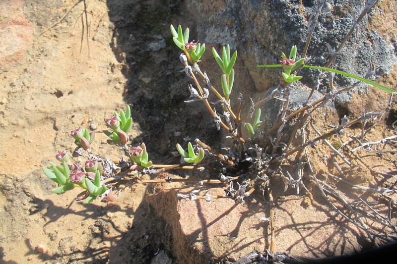Antimima intervallaris photo 2