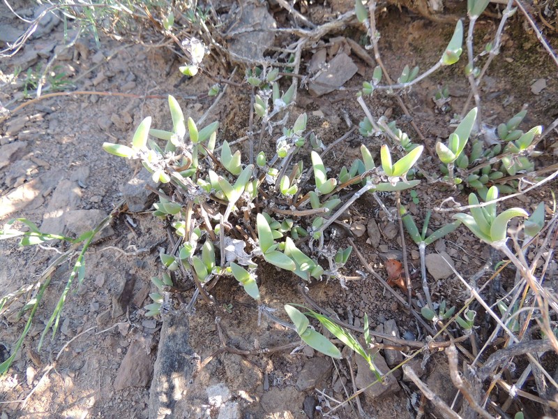 Antimima intervallaris photo 3