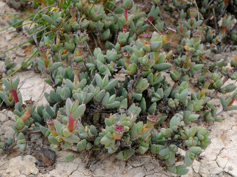 Antimima koekenaapensis
