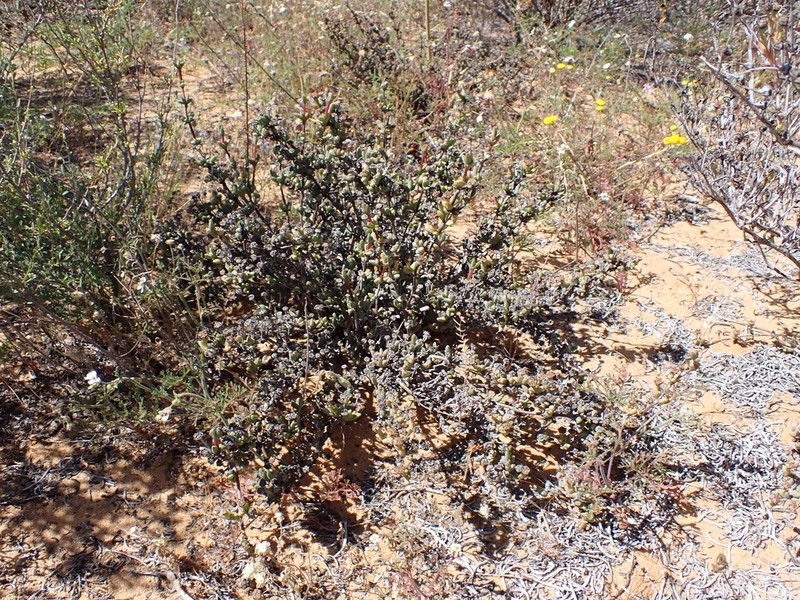 Antimima koekenaapensis photo 2