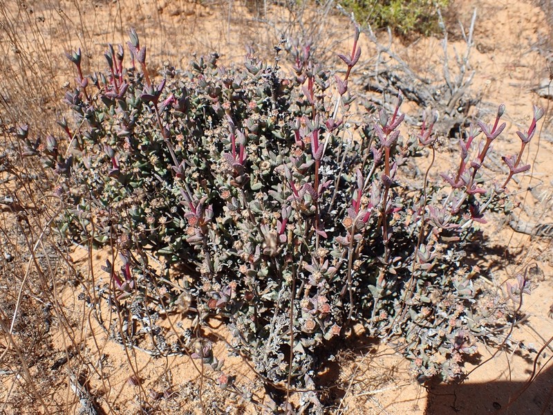 Antimima koekenaapensis photo 3