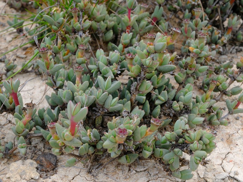 Antimima koekenaapensis photo 6