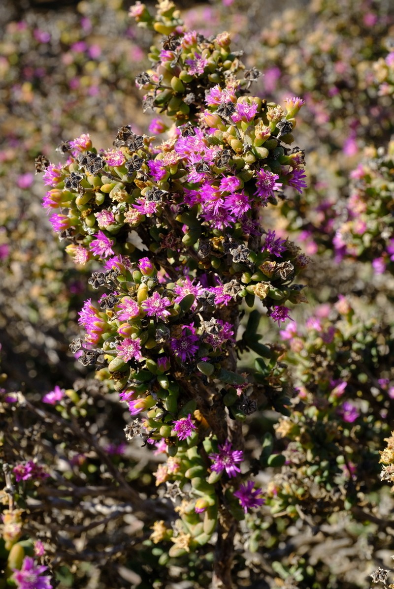 Antimima komkansica photo 3