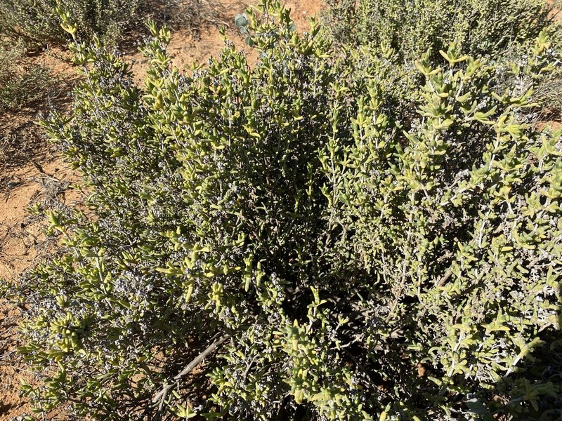 Antimima komkansica photo 8