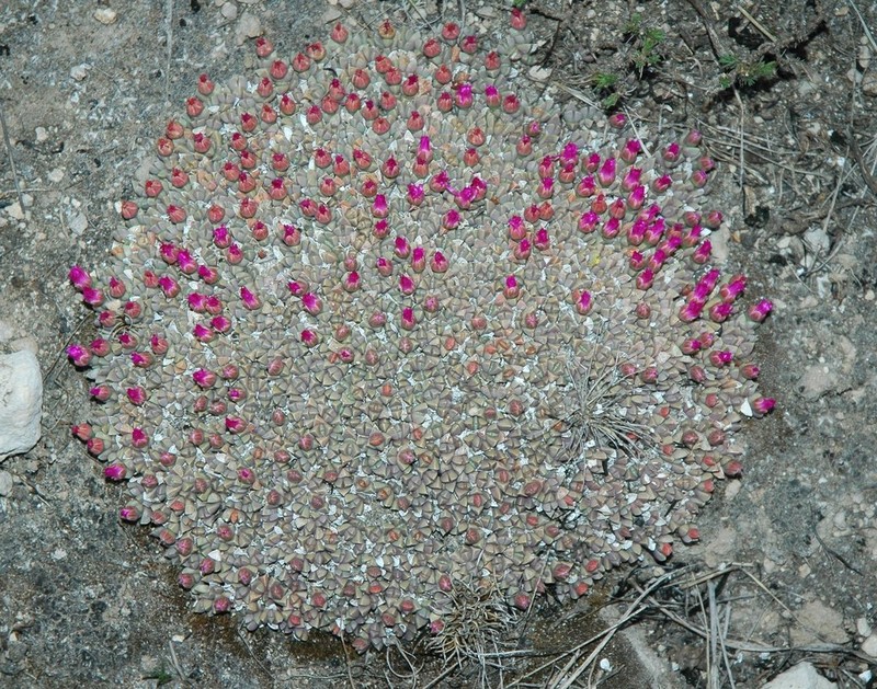 Antimima lawsonii