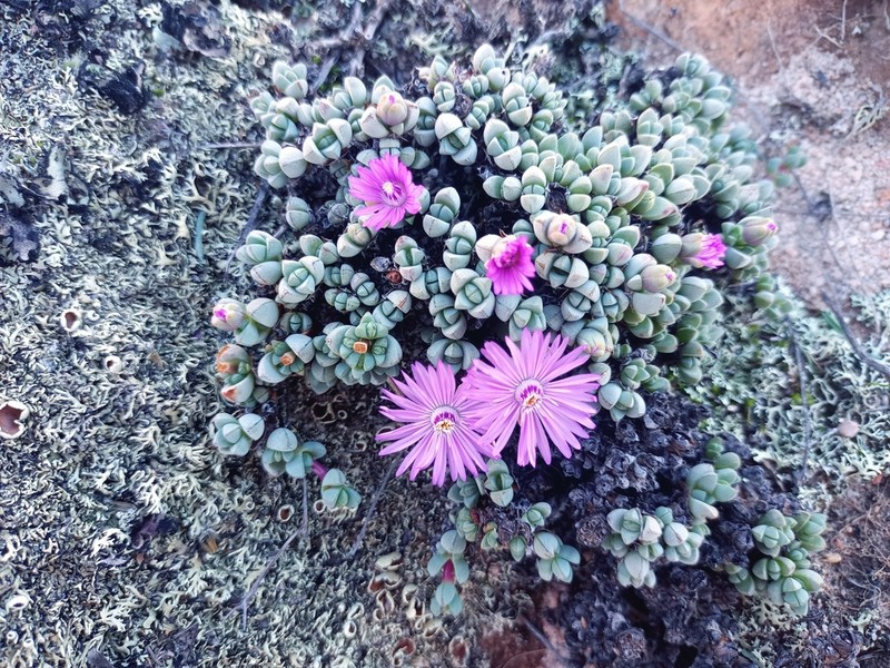 Antimima levynsiae photo 2