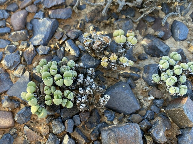 Antimima levynsiae photo 3