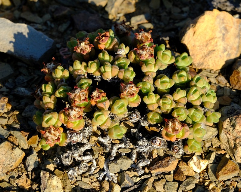 Antimima levynsiae photo 6