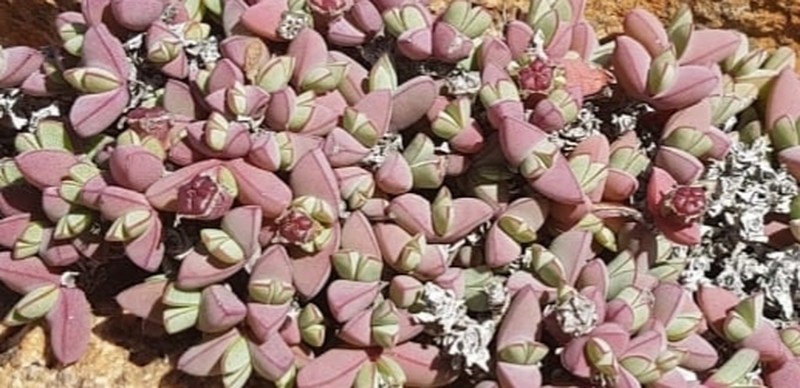 Antimima limbata