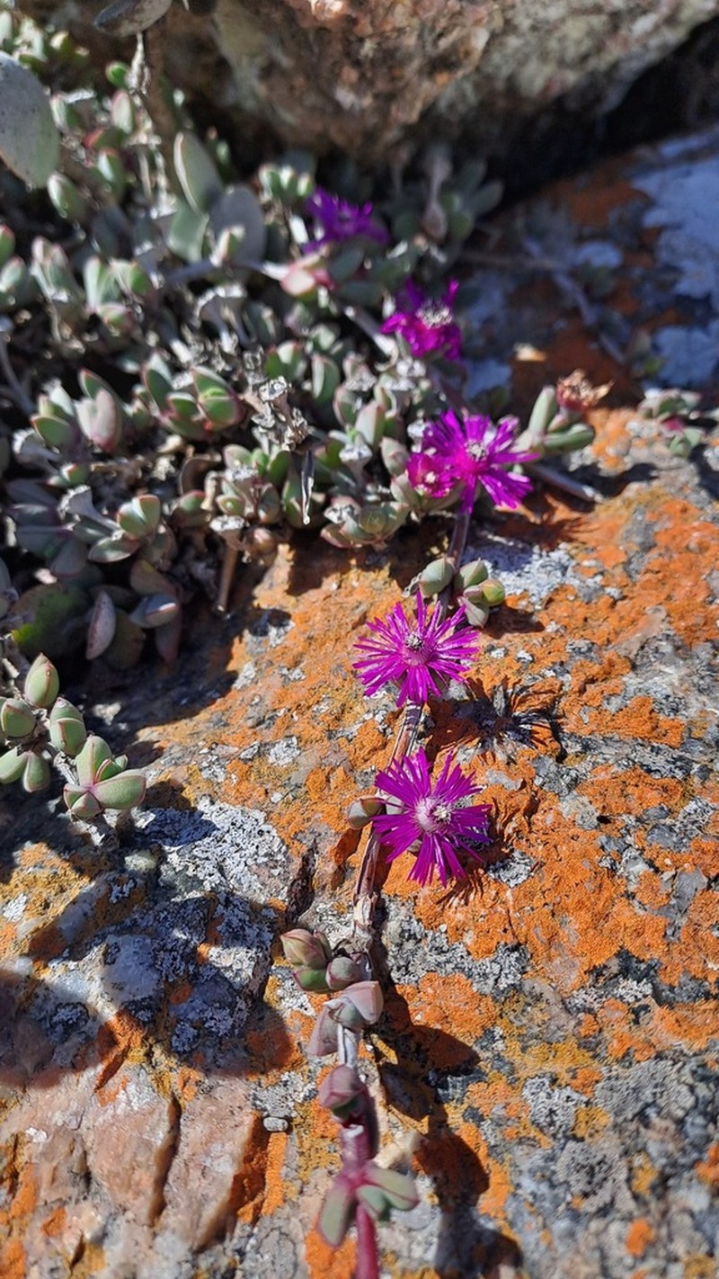 Antimima limbata photo 2