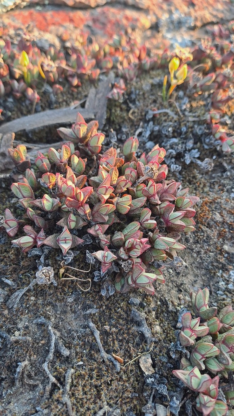 Antimima limbata photo 3