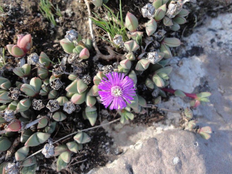 Antimima limbata photo 4