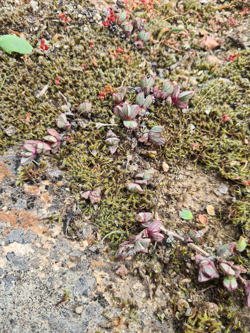 Antimima limbata photo 5