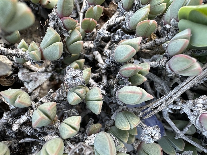 Antimima limbata photo 6