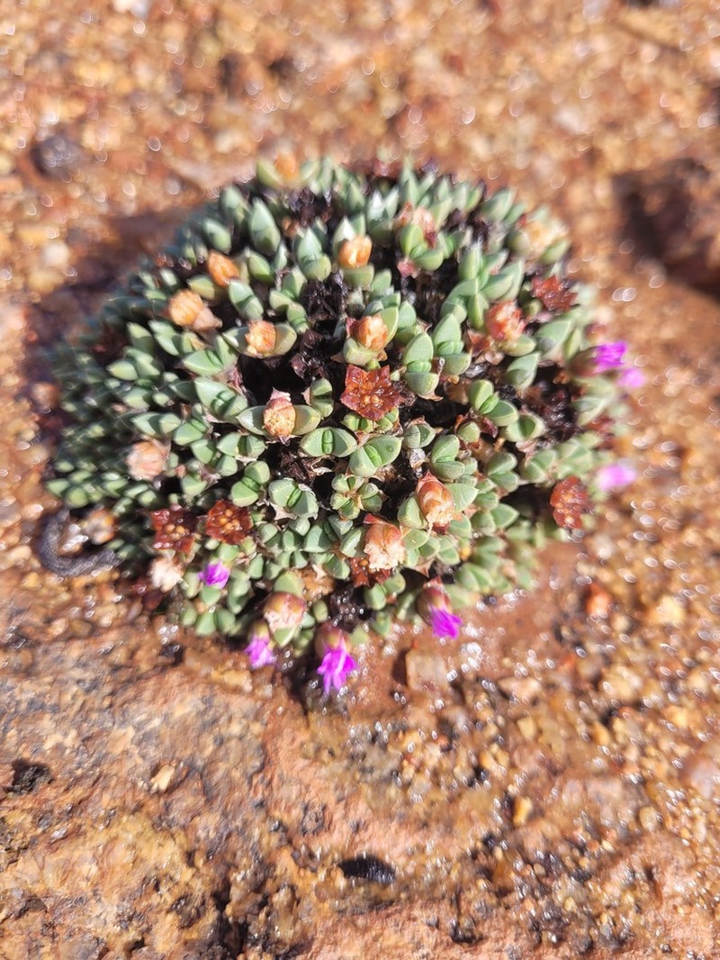 Antimima lodewykii