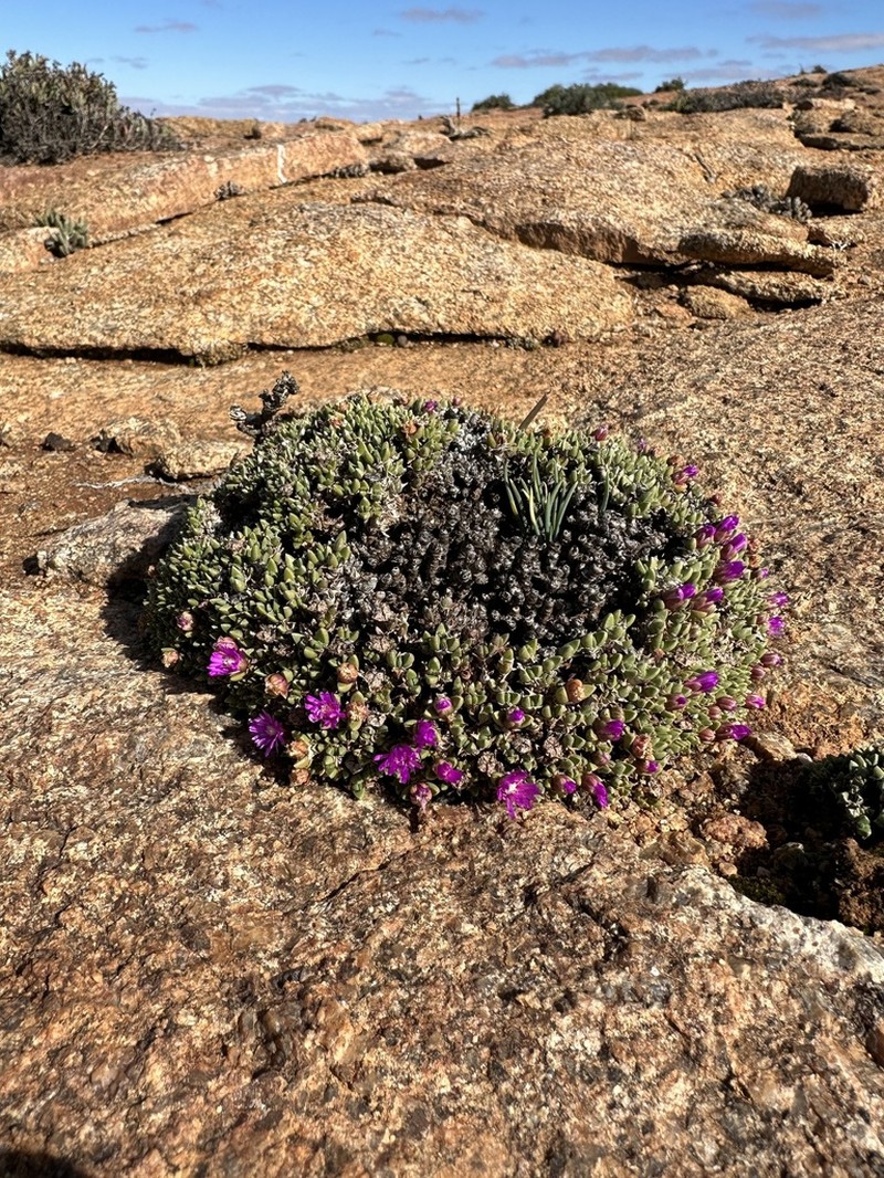 Antimima lodewykii photo 2