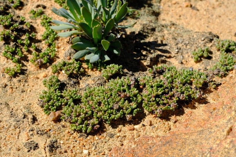 Antimima lodewykii photo 3