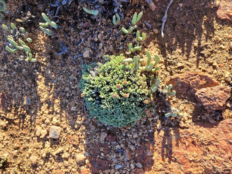 Antimima lodewykii photo 4