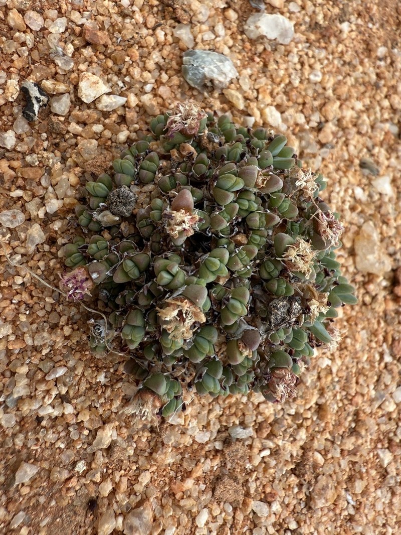 Antimima lodewykii photo 5