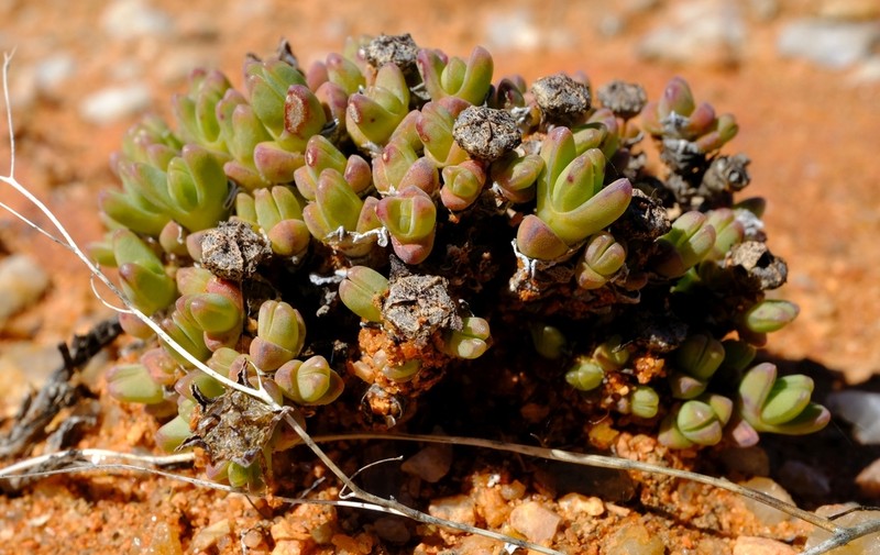 Antimima lodewykii photo 6