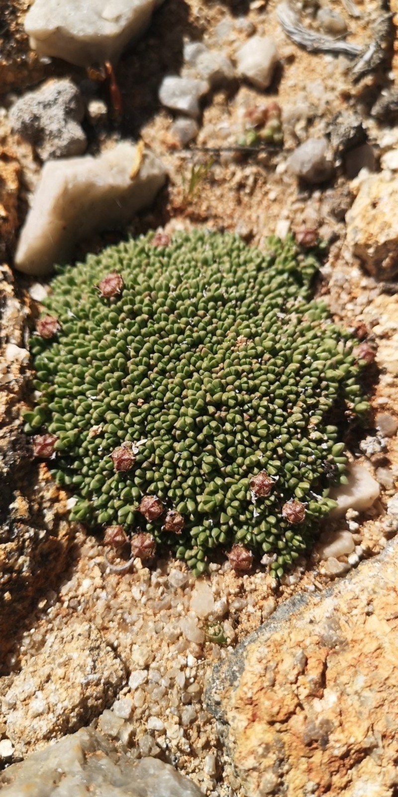 Antimima lodewykii photo 8