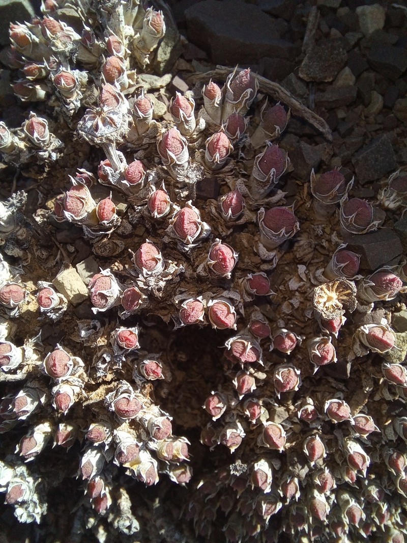 Antimima loganii