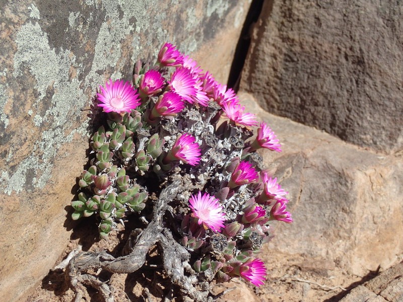 Antimima loganii photo 2