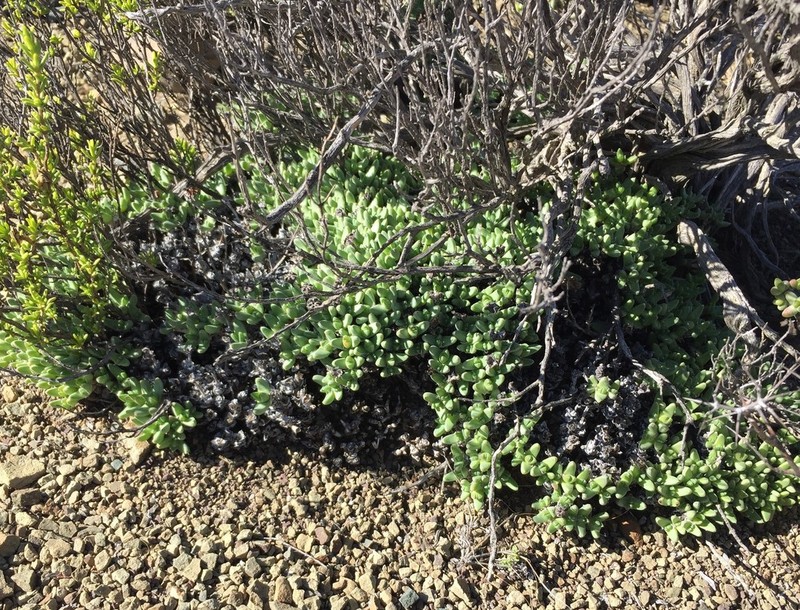 Antimima loganii photo 3