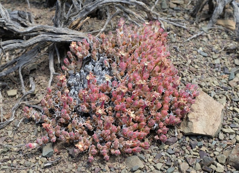 Antimima loganii photo 4