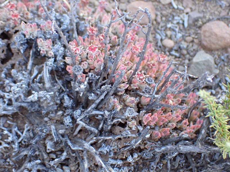 Antimima loganii photo 5