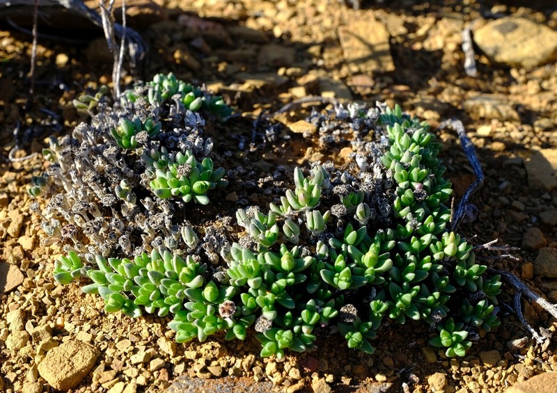Antimima loganii photo 6