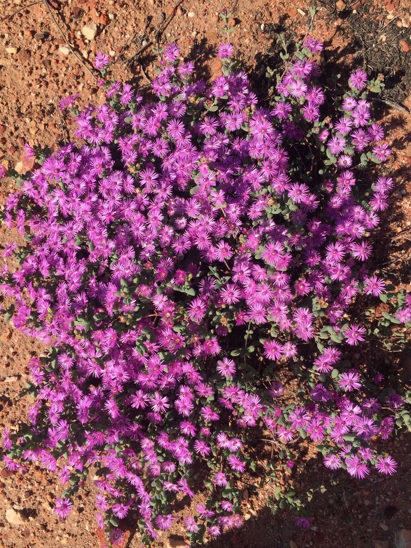Antimima lokenbergensis