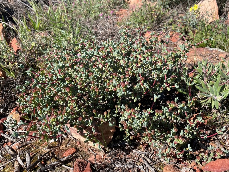 Antimima lokenbergensis photo 4